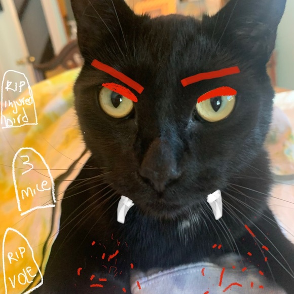 Meet your Poshers: Adina, Caitlin and cats - Picture 3 of 3